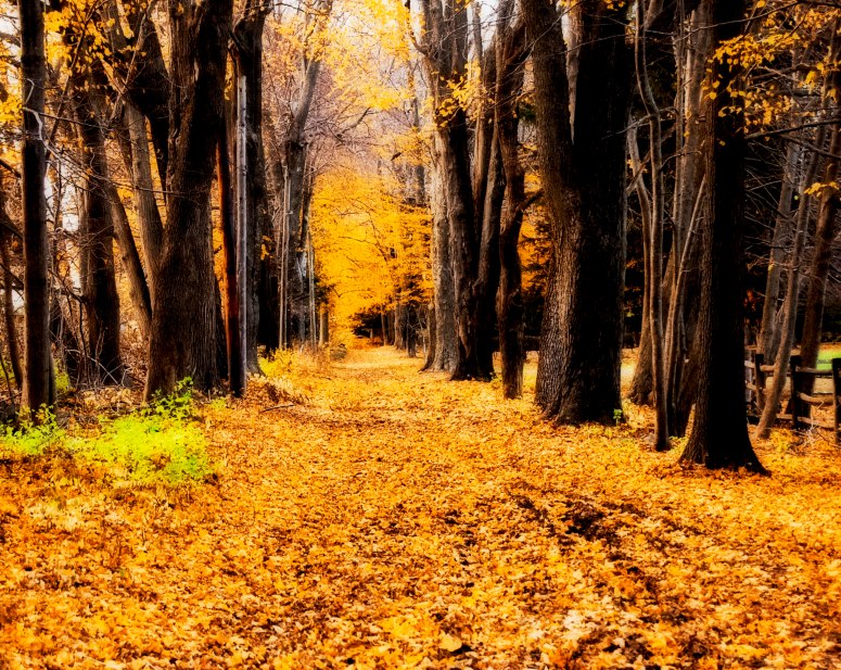 Wooded Path - Lisa Roberts Photography