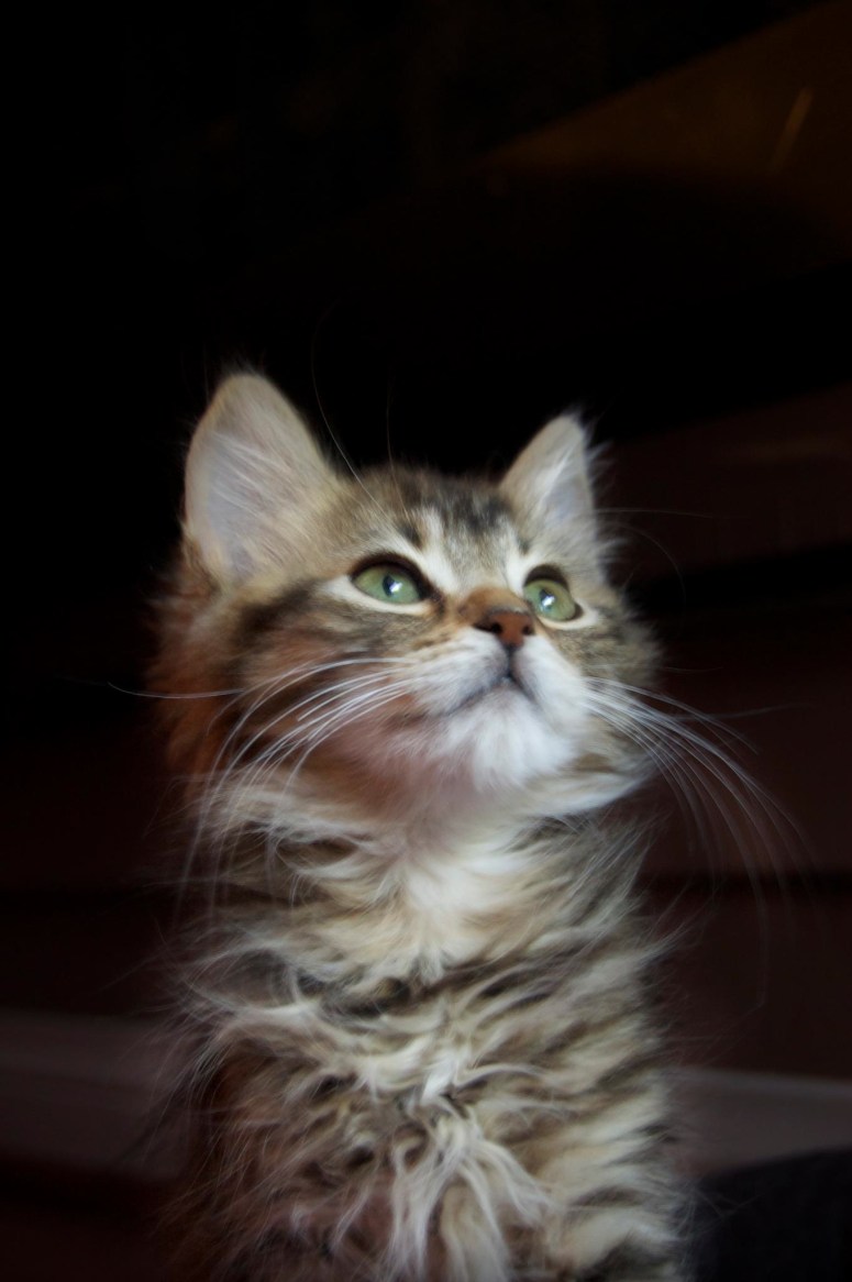 Lisa Roberts Photography All Rights Reserved 2013