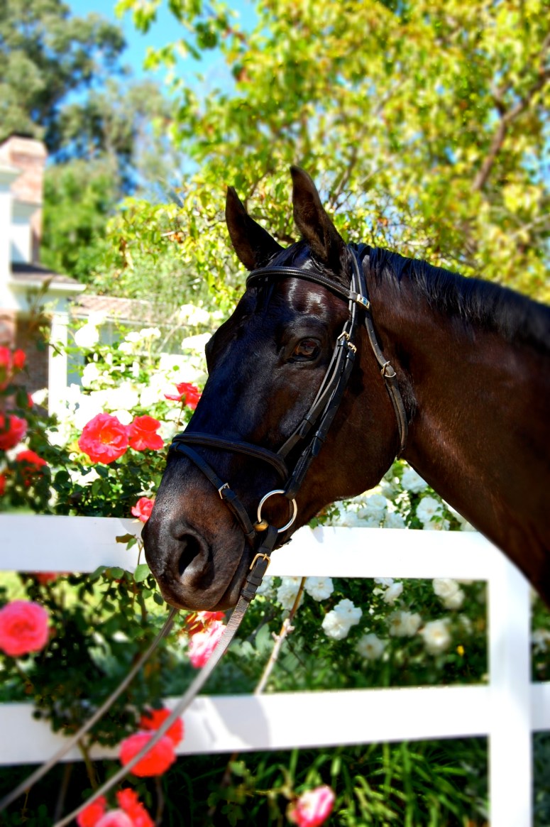 Lisa Roberts Photography All Rights Reserved 2012